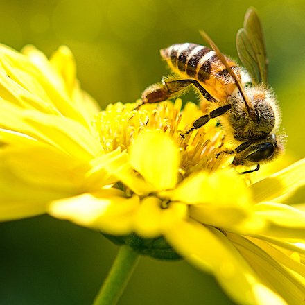 Bijen zijn onmisbaar voor de mens